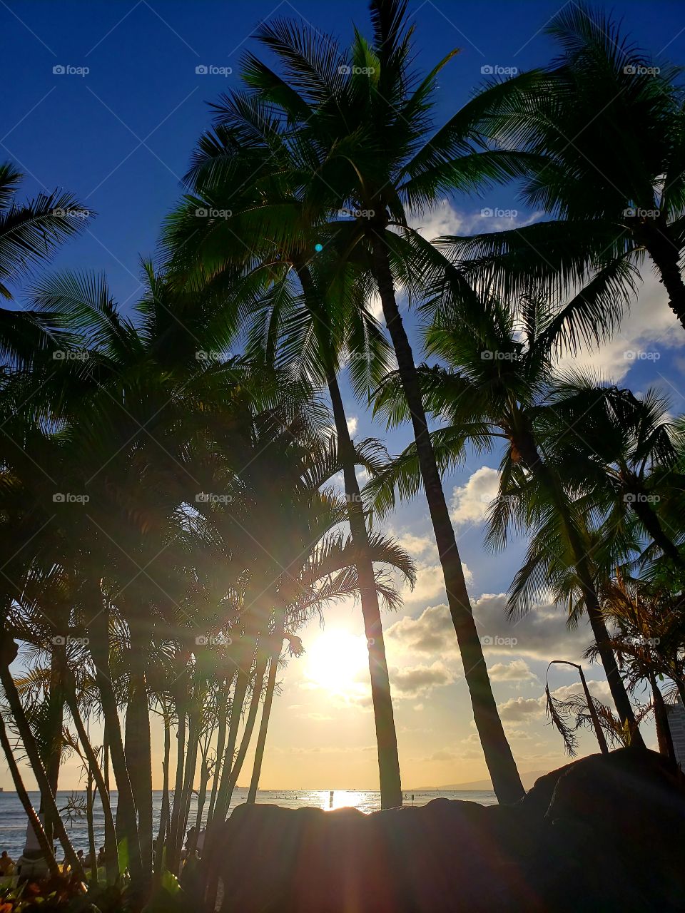 Palm trees ablaze. Waikiki, Hawaii.
