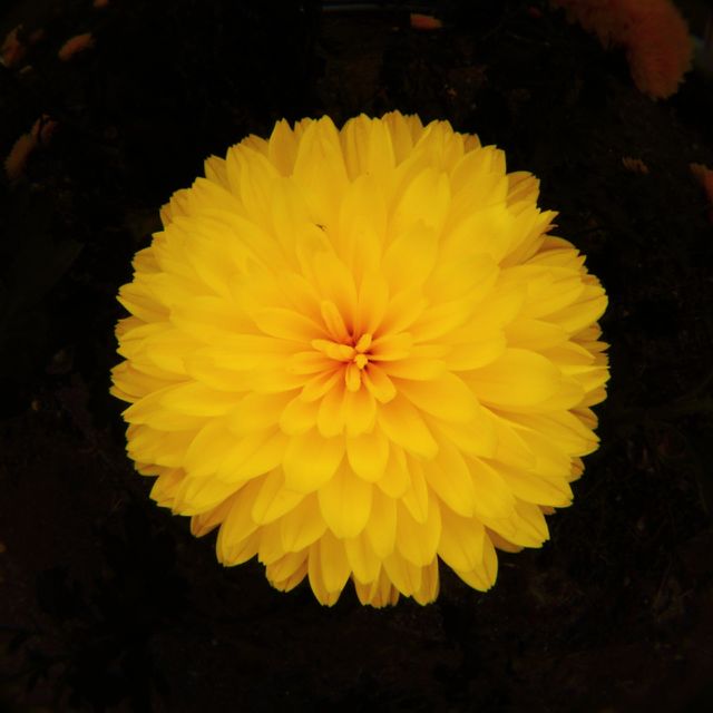 Flowers5