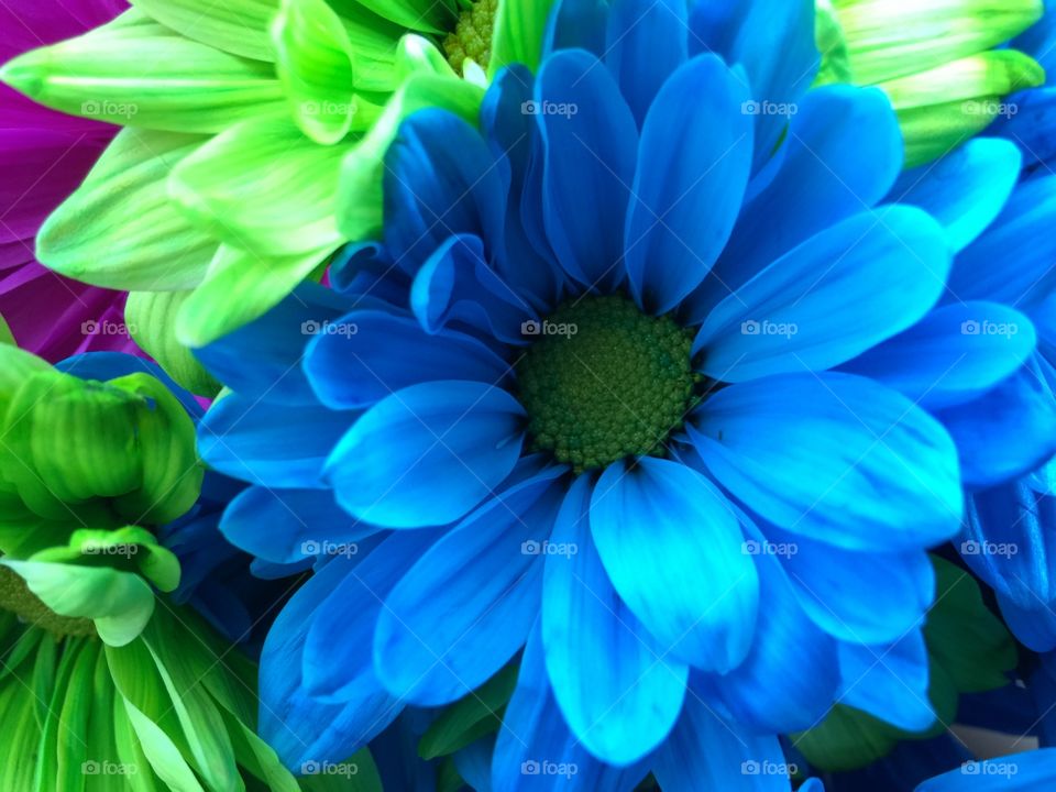 Blue flower