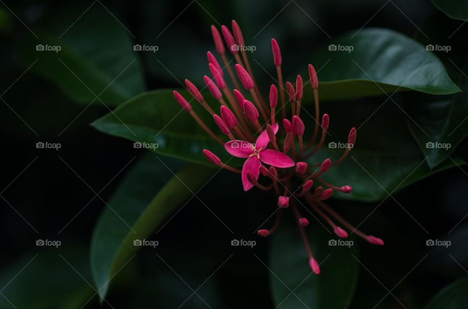 Small pink flowers are clustered against a background of  deep green leaves. Only one flower  bloomed.