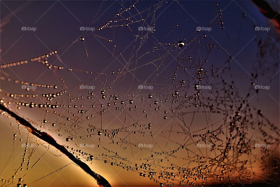 abstract image cob web with dew drops and purple orange sky background