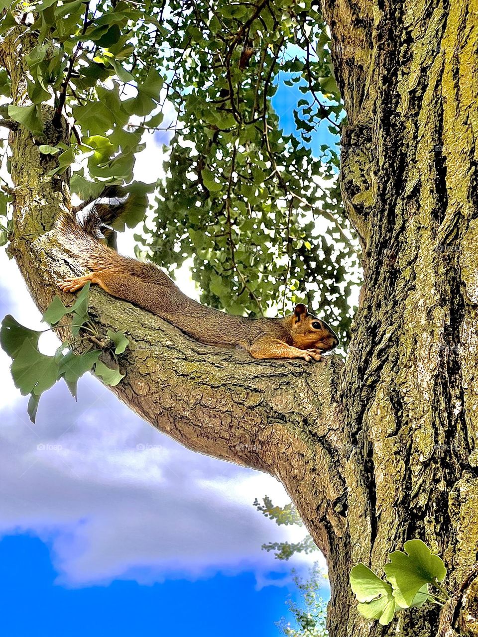 Squirrel