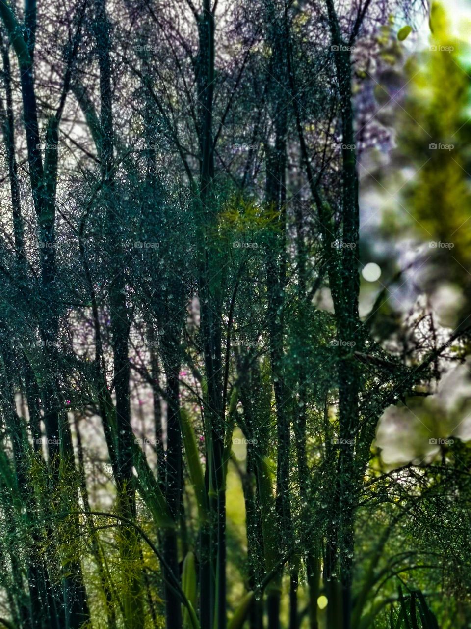 Outdoor Nature's beauty