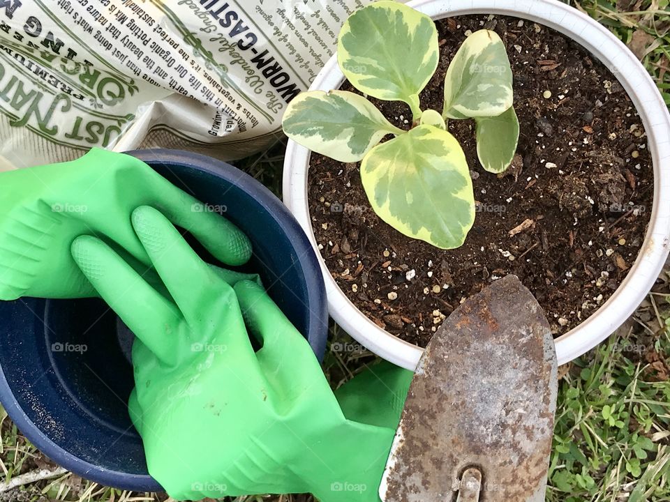 Green garden gloves, potting soil and a hand shovel. Repotting plants for spring. 