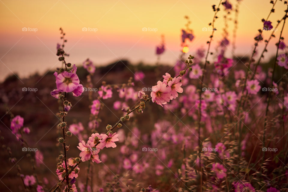 Pink flowers of mallow in the sunset 