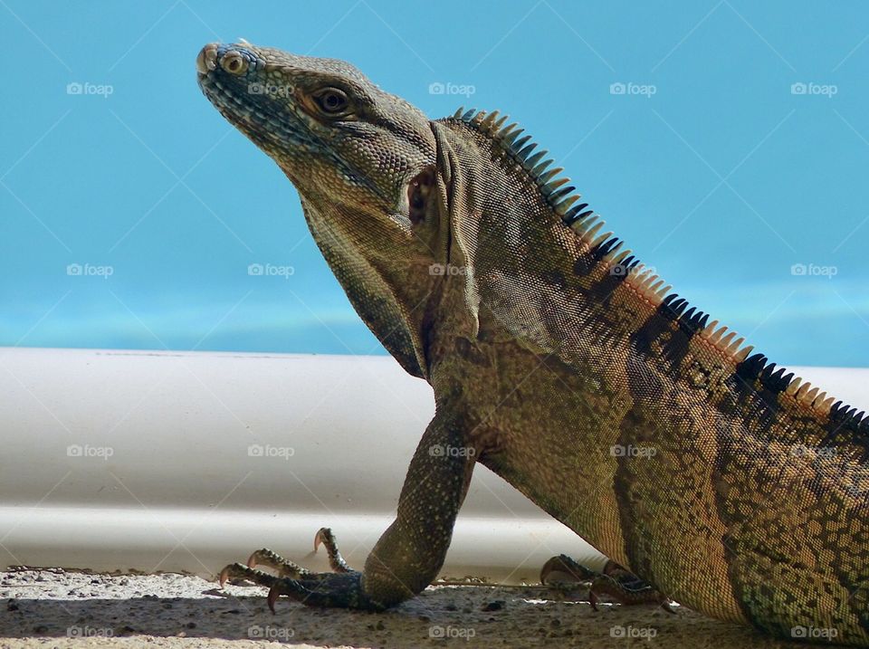 Lounging poolside iguana 