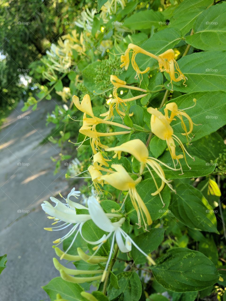 honeysuckle summer on the roadside