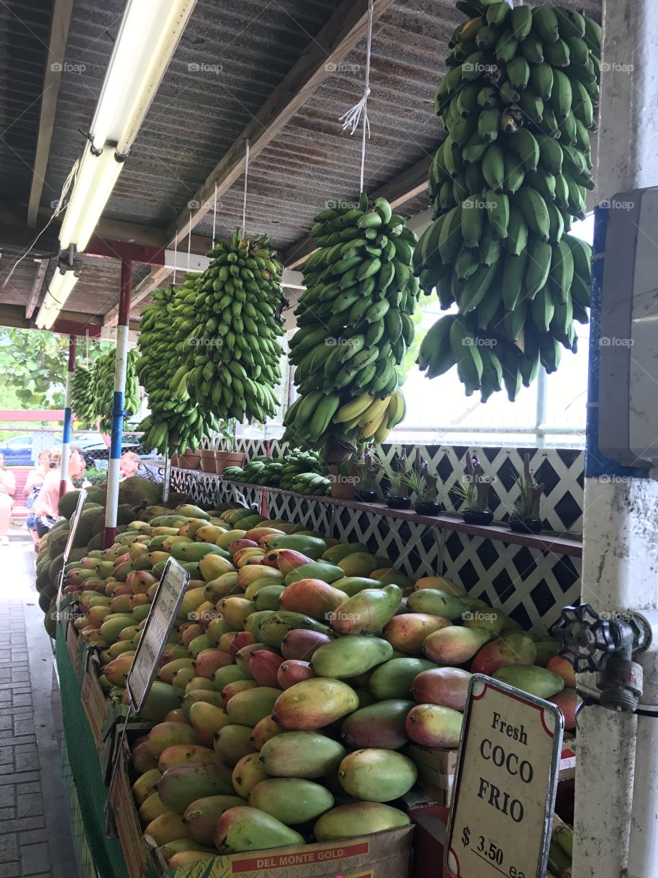 Fruits in Miami Florida 