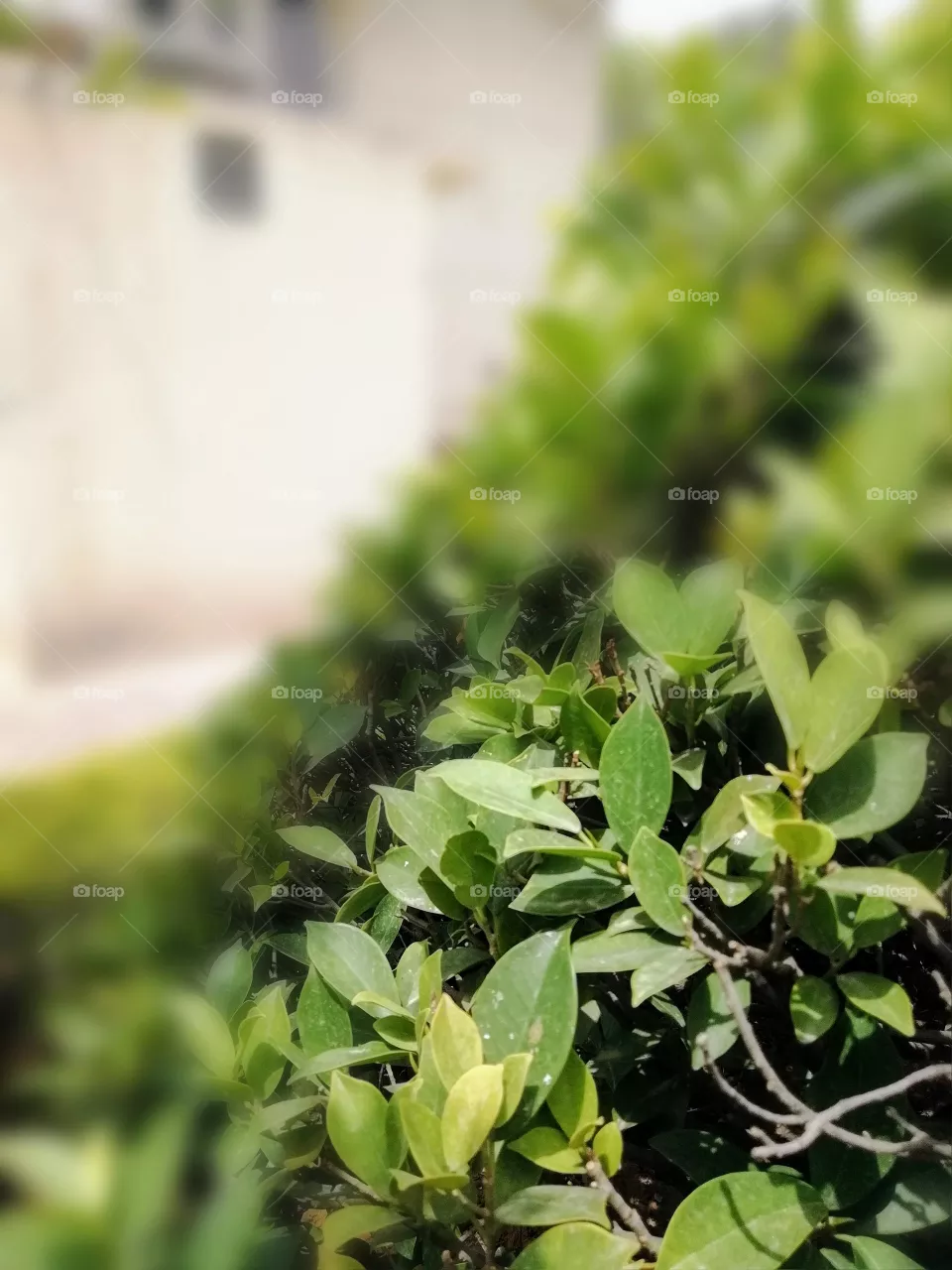 Bushes