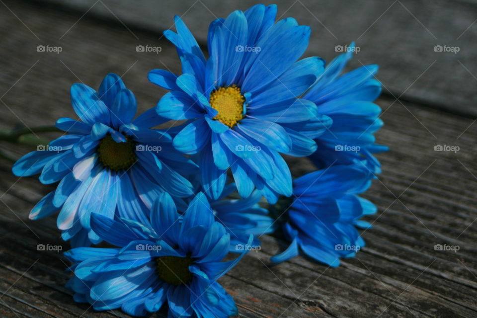 Blue Daisies 