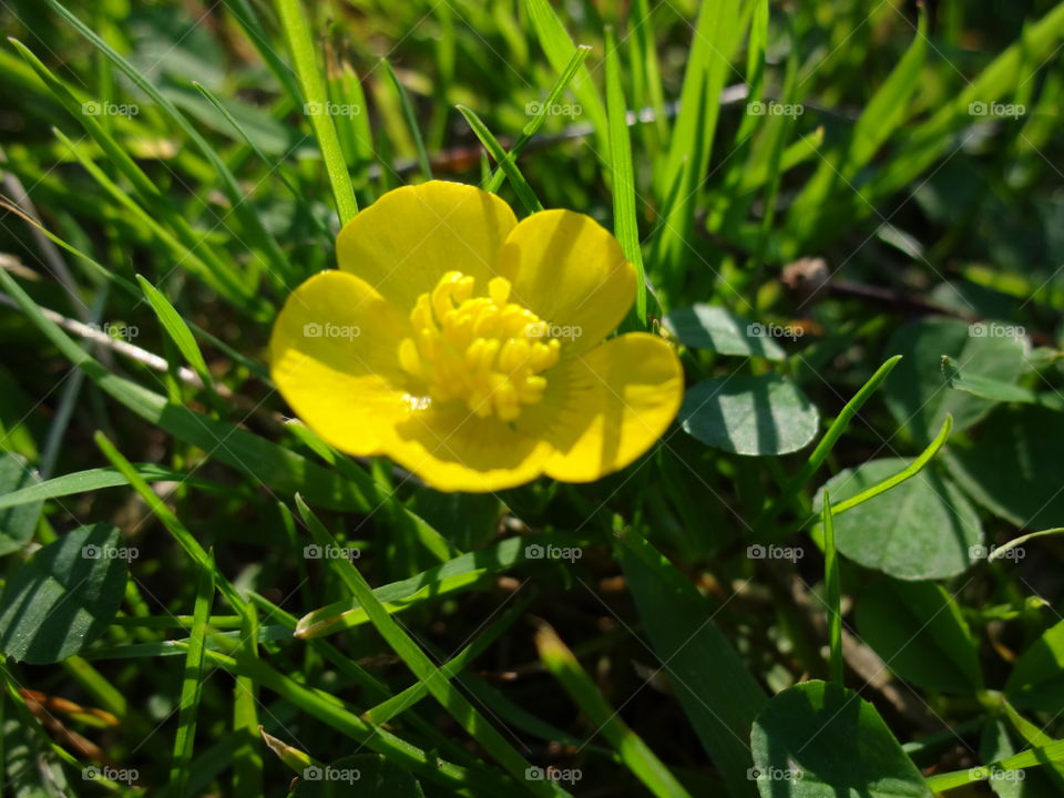 yellow flower