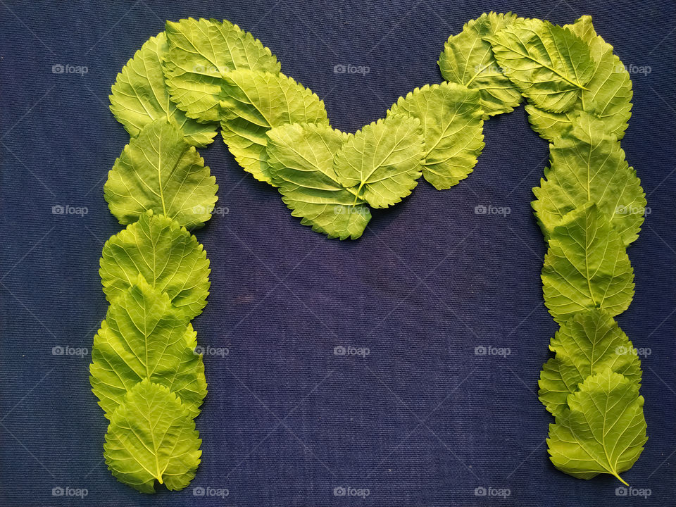 Letter M alphabet made with mulberry Tree Green leaf over blue background