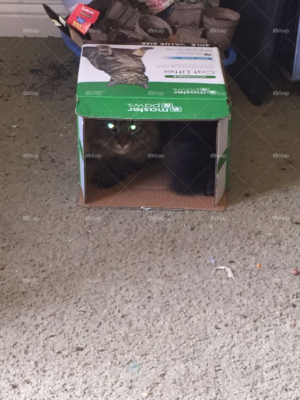 Cat hiding in a box