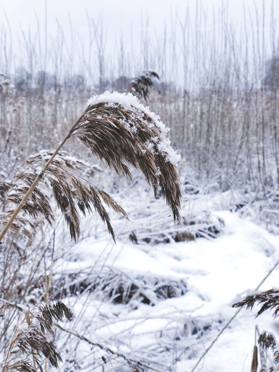 Grass with snow outdoor 