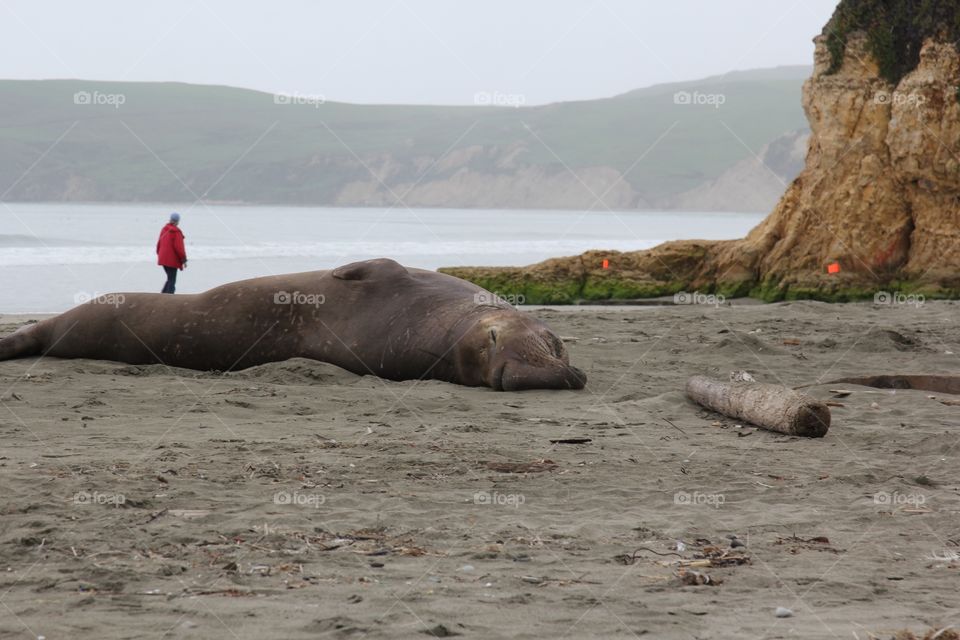 Seals
