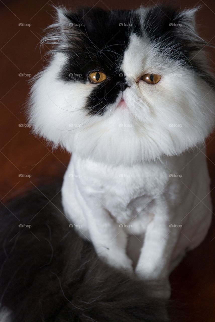 Black and White Persian 