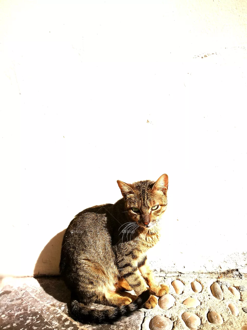 cat