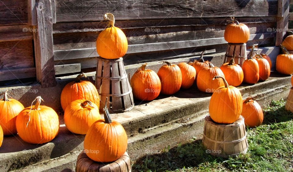 Pumpkin display