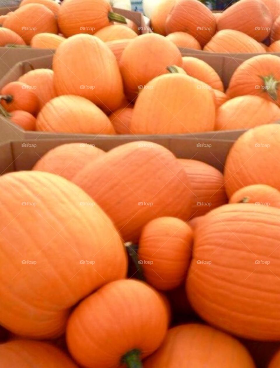 Jack-O-Lantern Pumpkin 