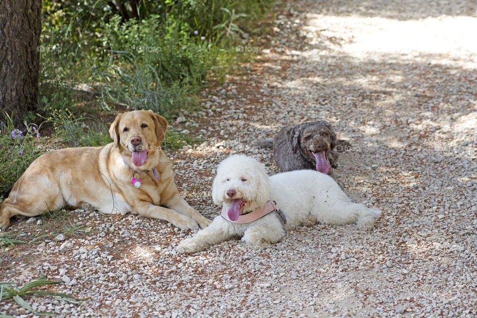 Lovely dogs friends in wildlife forest park close up shooting amazing nature therapy summer feeling traveling with pets