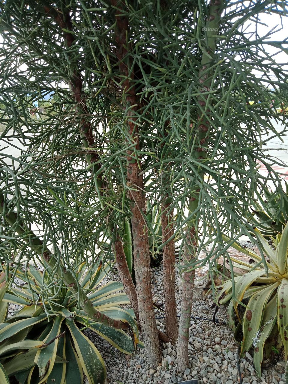 Garden plants