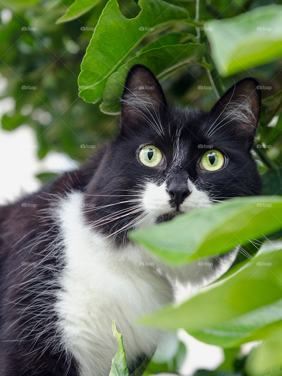 Cat with tree