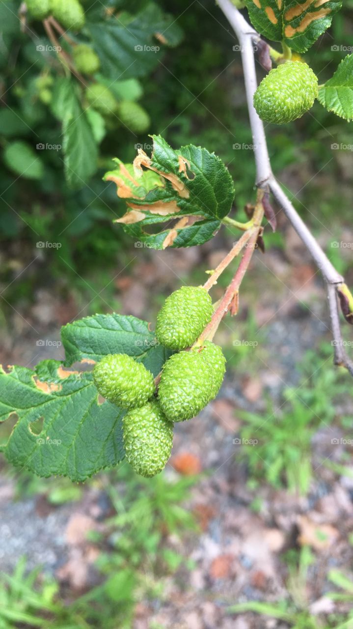 American witch hazel 