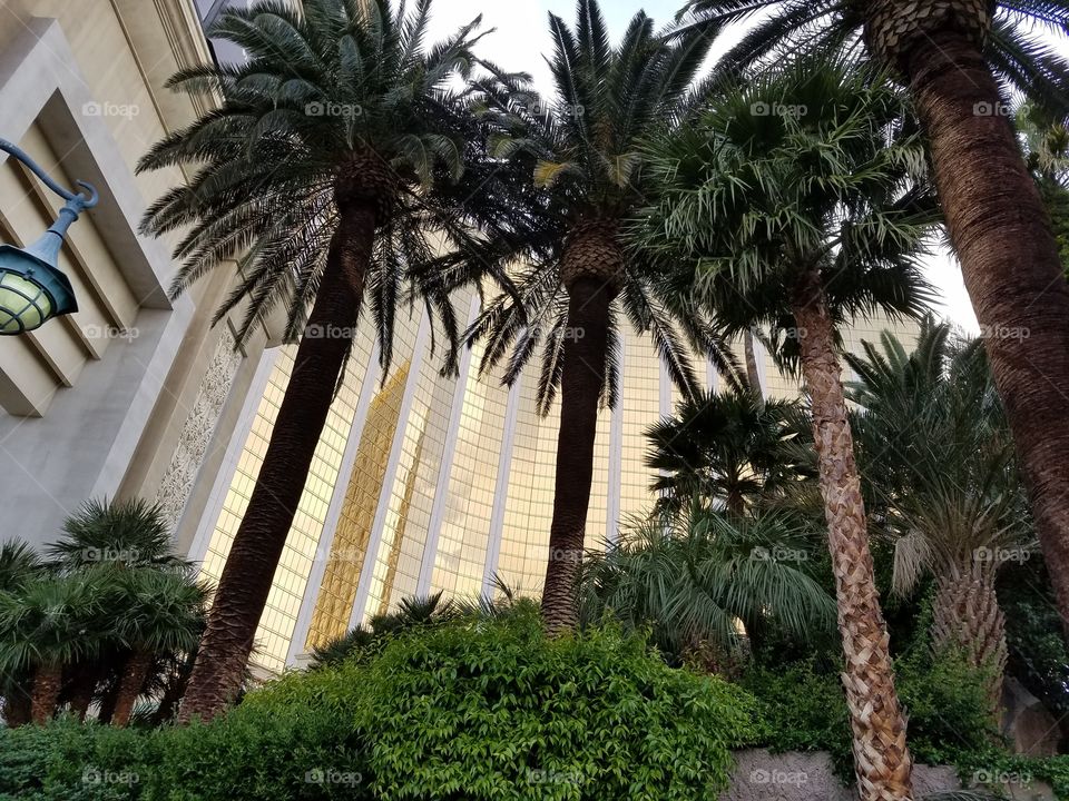 palm trees outside Manda