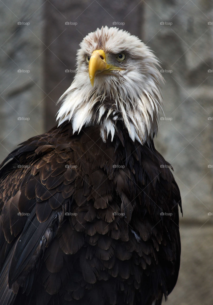 The portrait of eagle