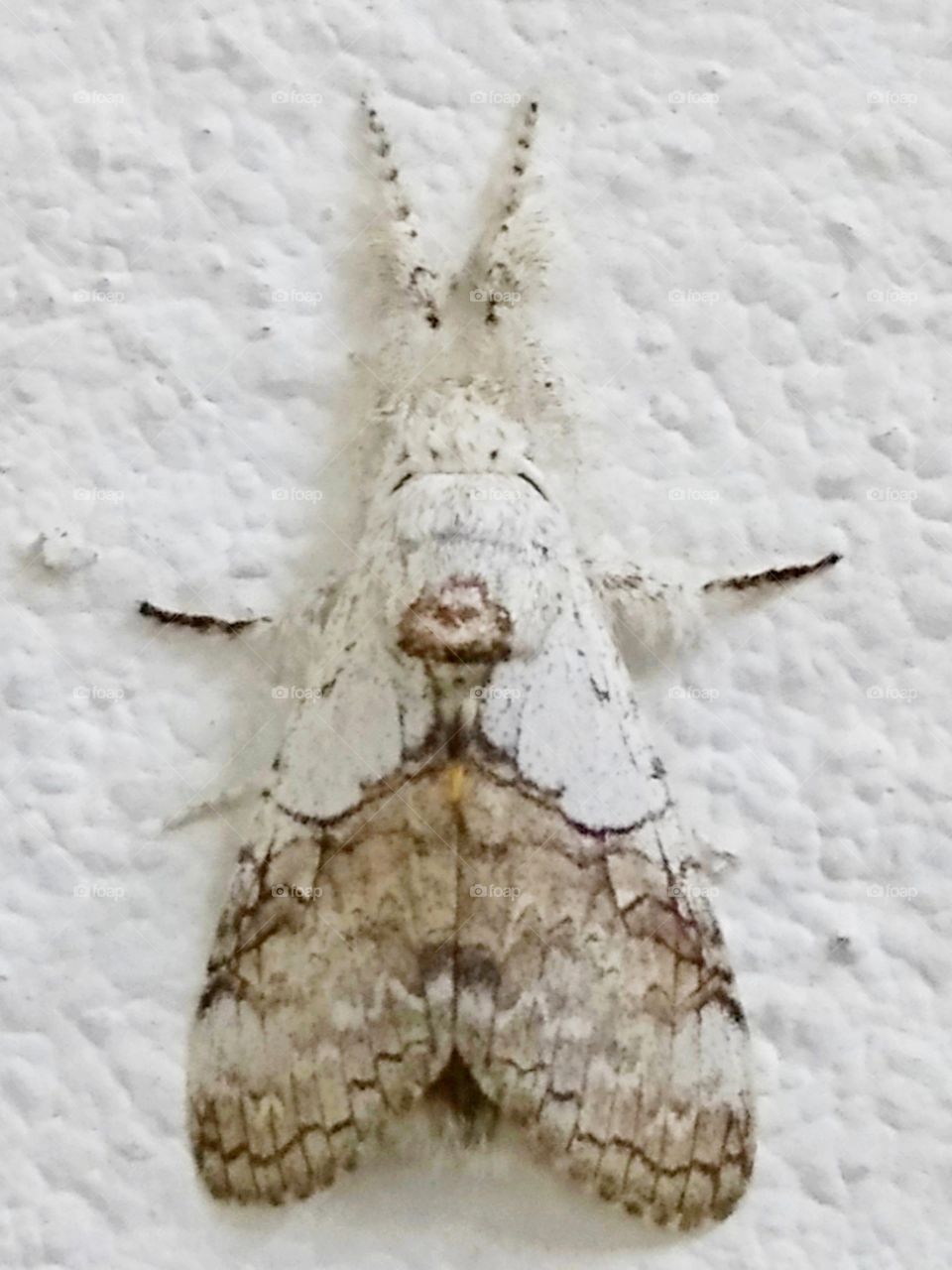 A kind of moth.