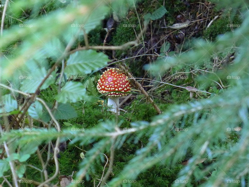 Pilz Glück Fliegenpilz Rot weisse Punkte Herbst