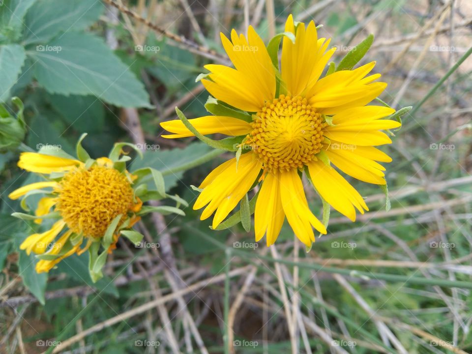 Yellow flowers