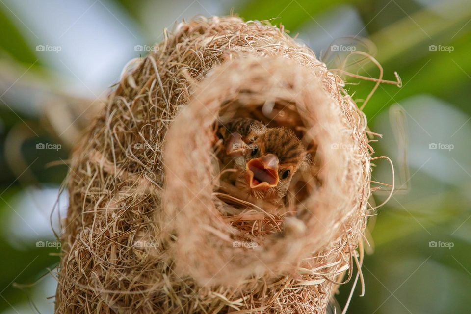 A soulful story of baya weaver juvenile chick who is waiting for their mother's visit