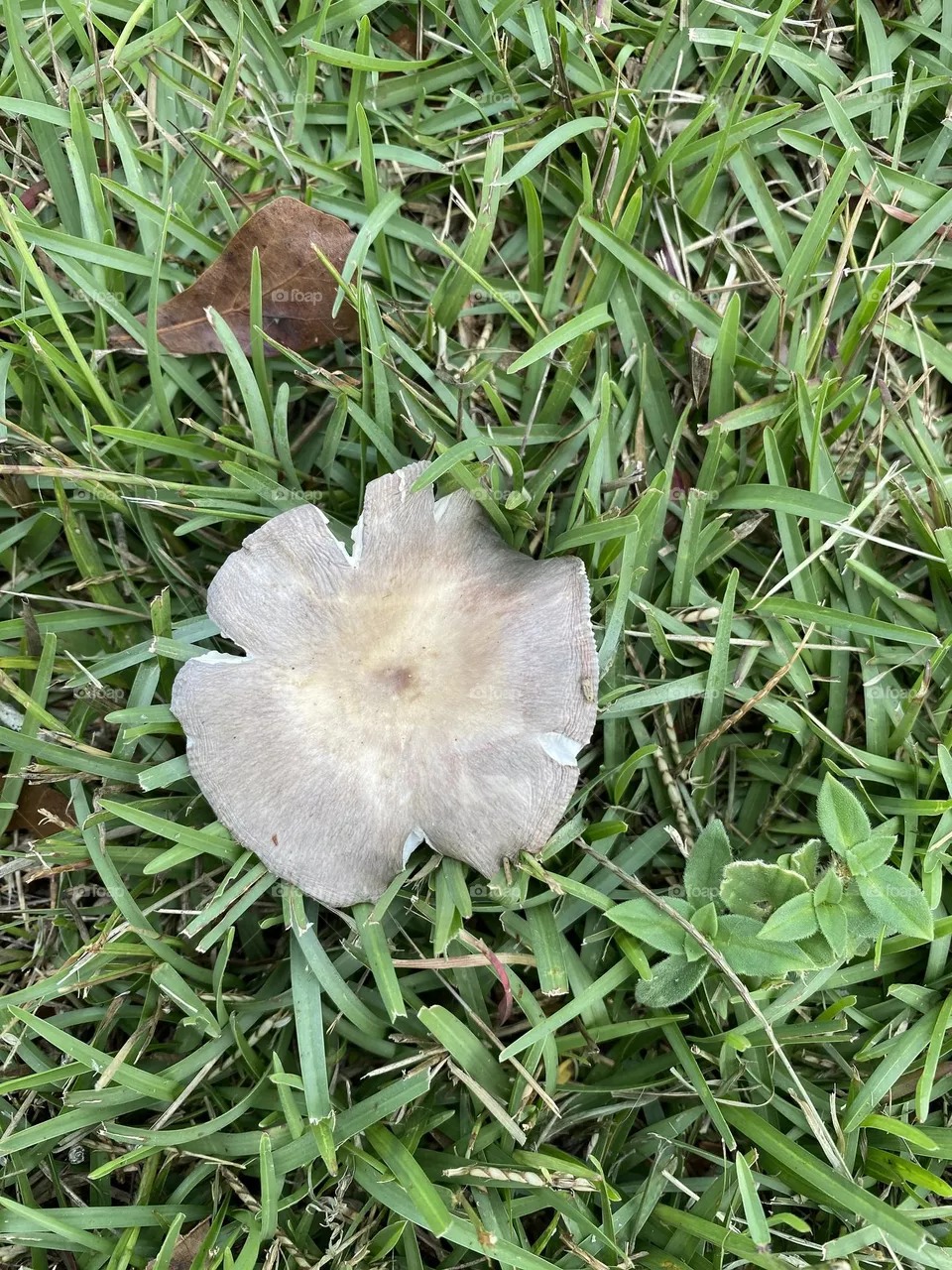 A beautiful grey mushroom 