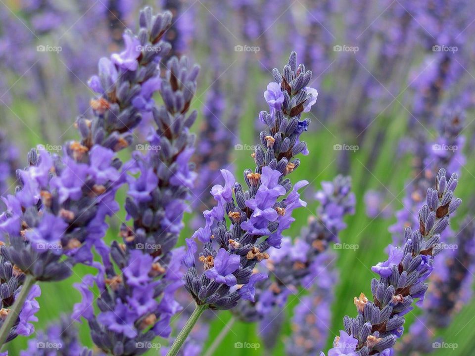 Lavender