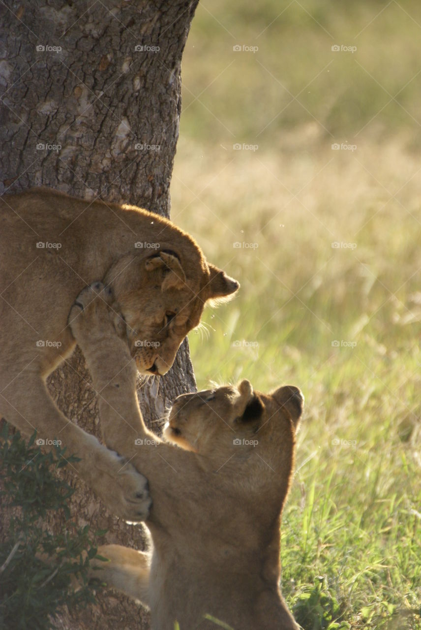 lioness and cub