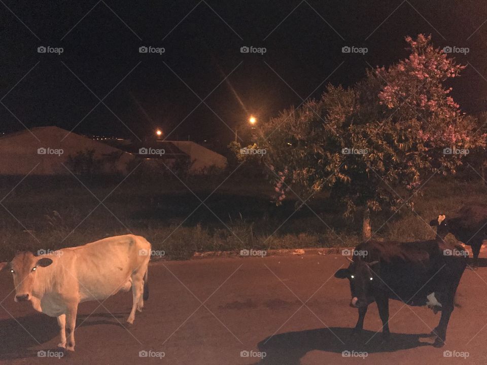 Boi e vaca