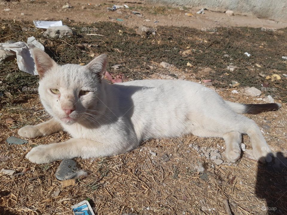 A light-colored stray cat with a slightly dirty coat lies on dry ground under the sun, surrounded by scattered trash and dried grass. The cat appears relaxed but alert. Captured in Agadir on February 6, 2025.