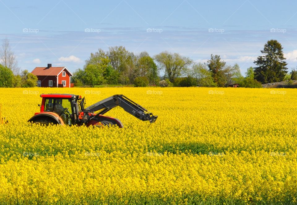 Yellow field