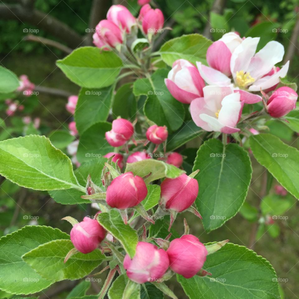 Appletree in blossom. Apple blossoms / flowers