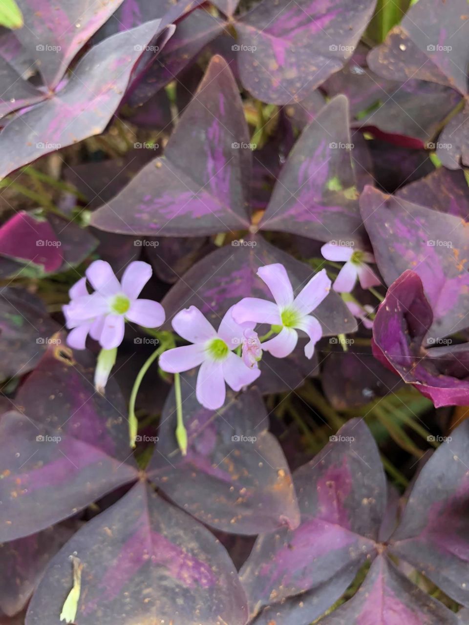 A flower with no name