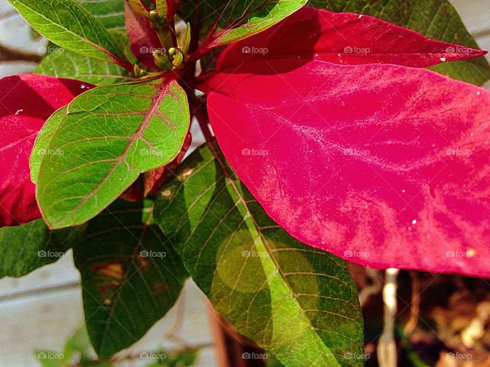 Poinsettia in Spring. This is our 6 or 7 year old poinsettia 