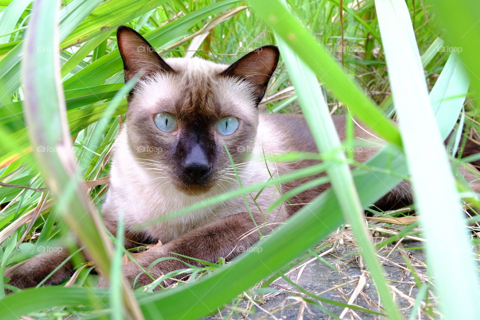 Cat happy.
my name is simork.