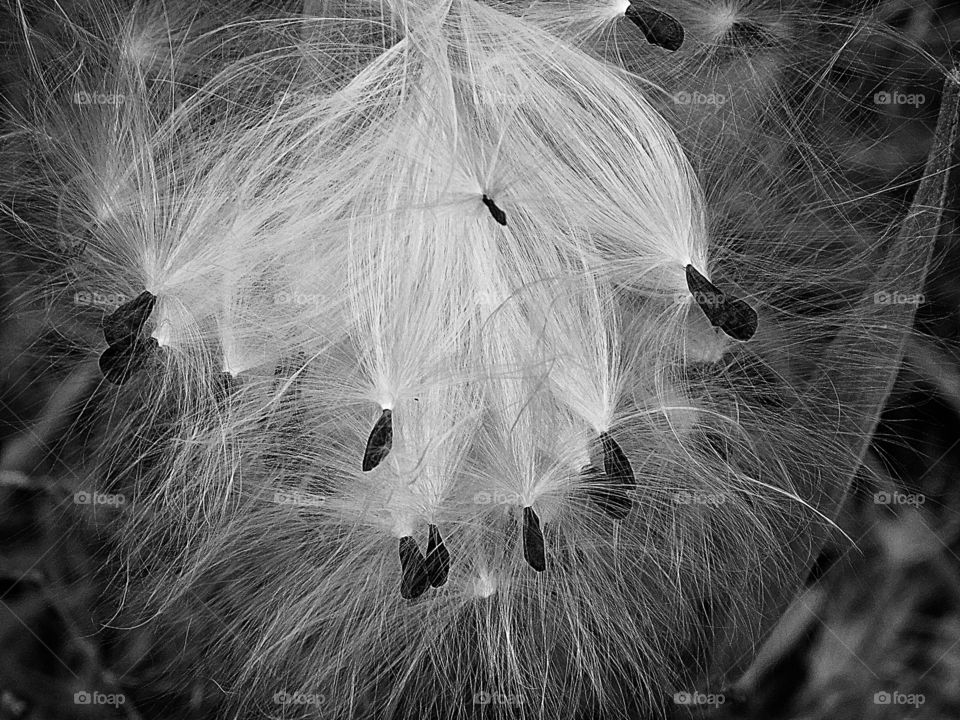 Milkweed seedlings - Monochrome photography is photography where each position on an image can record and show a different amount of light, but not a different hue. 