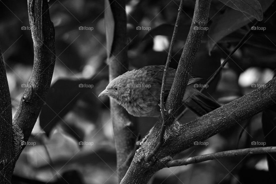 Bird photography  - yellow babbler  - retro style