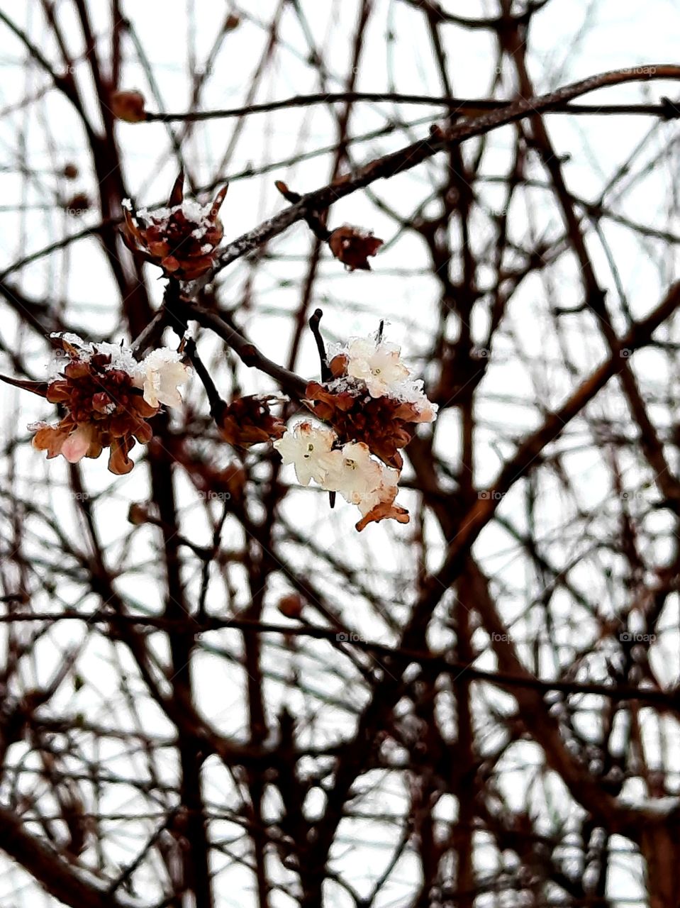 frosted white  flower of wiburnum with bare twigs in the background