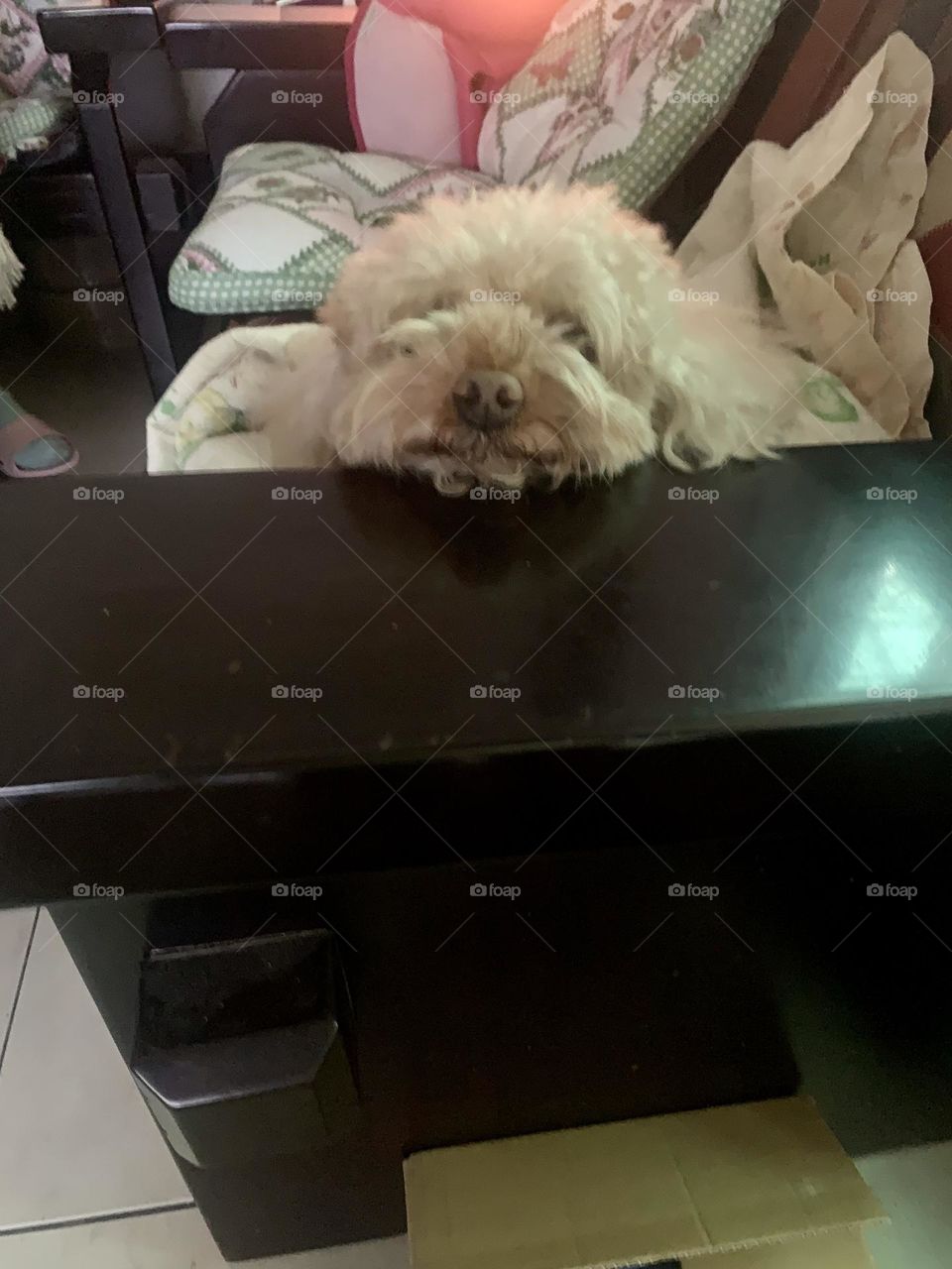 My baby dog doesn’t want me to go to work