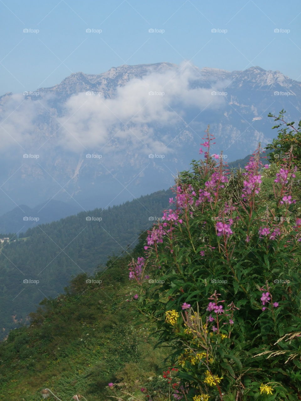 flora in the mountains