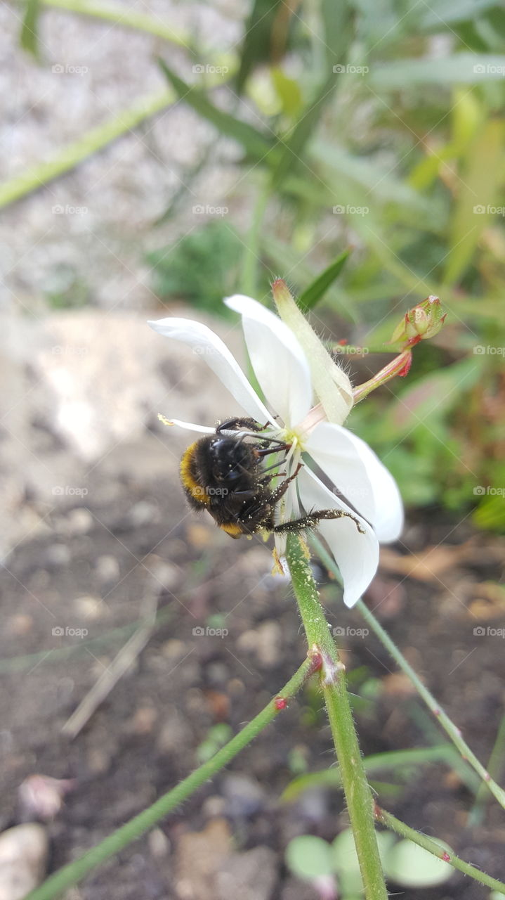 Bumblebee on a white flower.