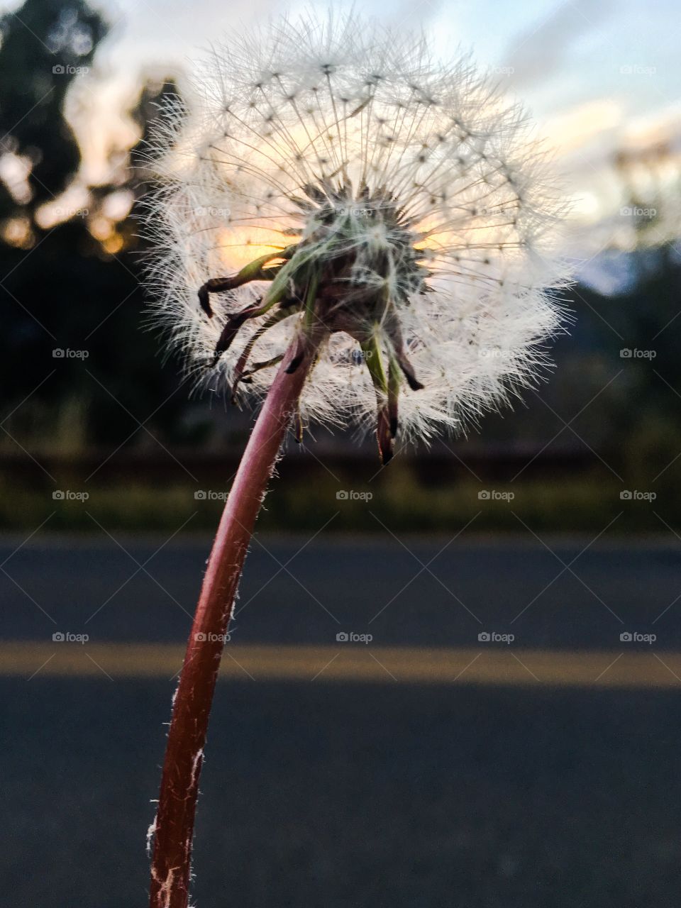 Dandelion